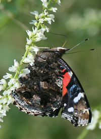 Red Admiral